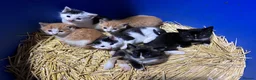 Mixed Breed cats for sale: Adorable playful farm kittens - Advert 5