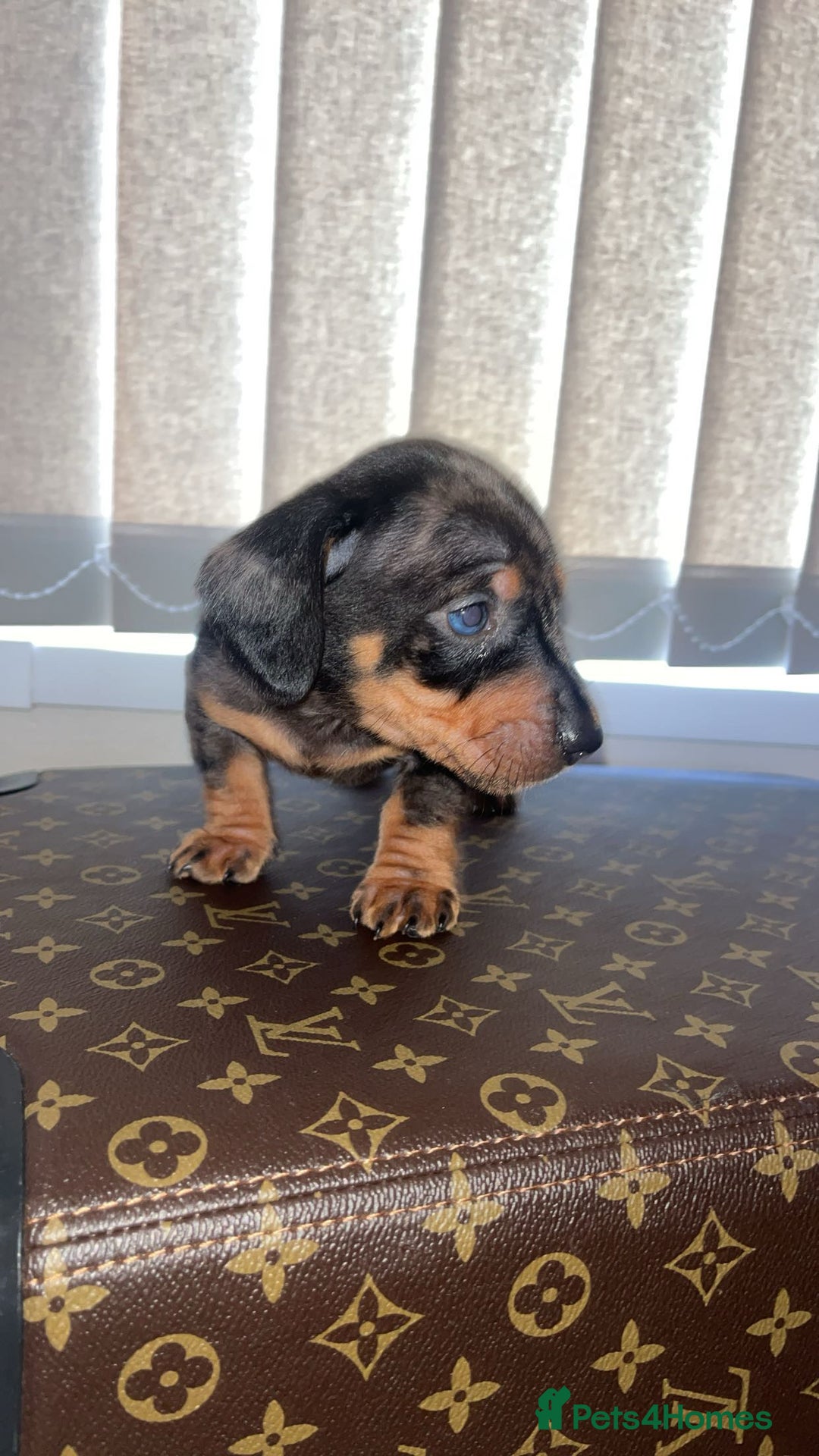 Miniature Dachshund dogs for sale: Miniature dachshund puppies - Advert 6