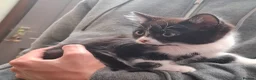 Mixed Breed cats for sale: Beautiful girls - Advert 7