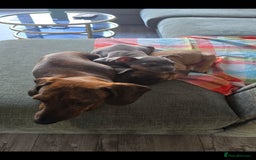 Dachshund dogs for sale: Luna the sausage dog - Image 2