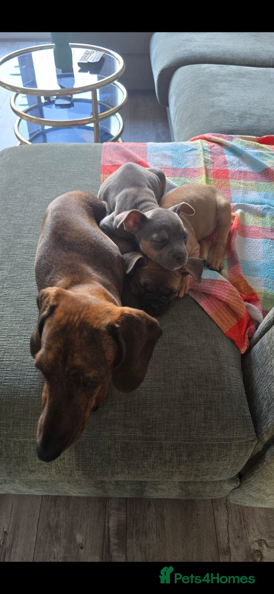 Dachshund dogs for sale: Luna the sausage dog - Image 2