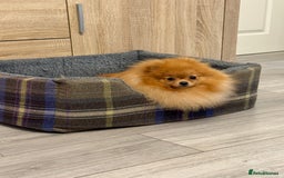 Pomeranian dogs for sale: Stunning KC Pomeranian female 🏆🎖 - Image 4