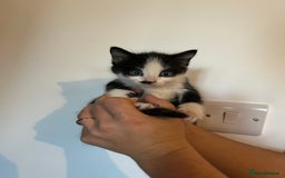 Mixed Breed cats for sale: READY NOW - Image 4