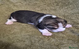 Beagle dogs for sale: 2 Beagle Girl Pups left -(KC Reg), Champ Bloodline - Image 20