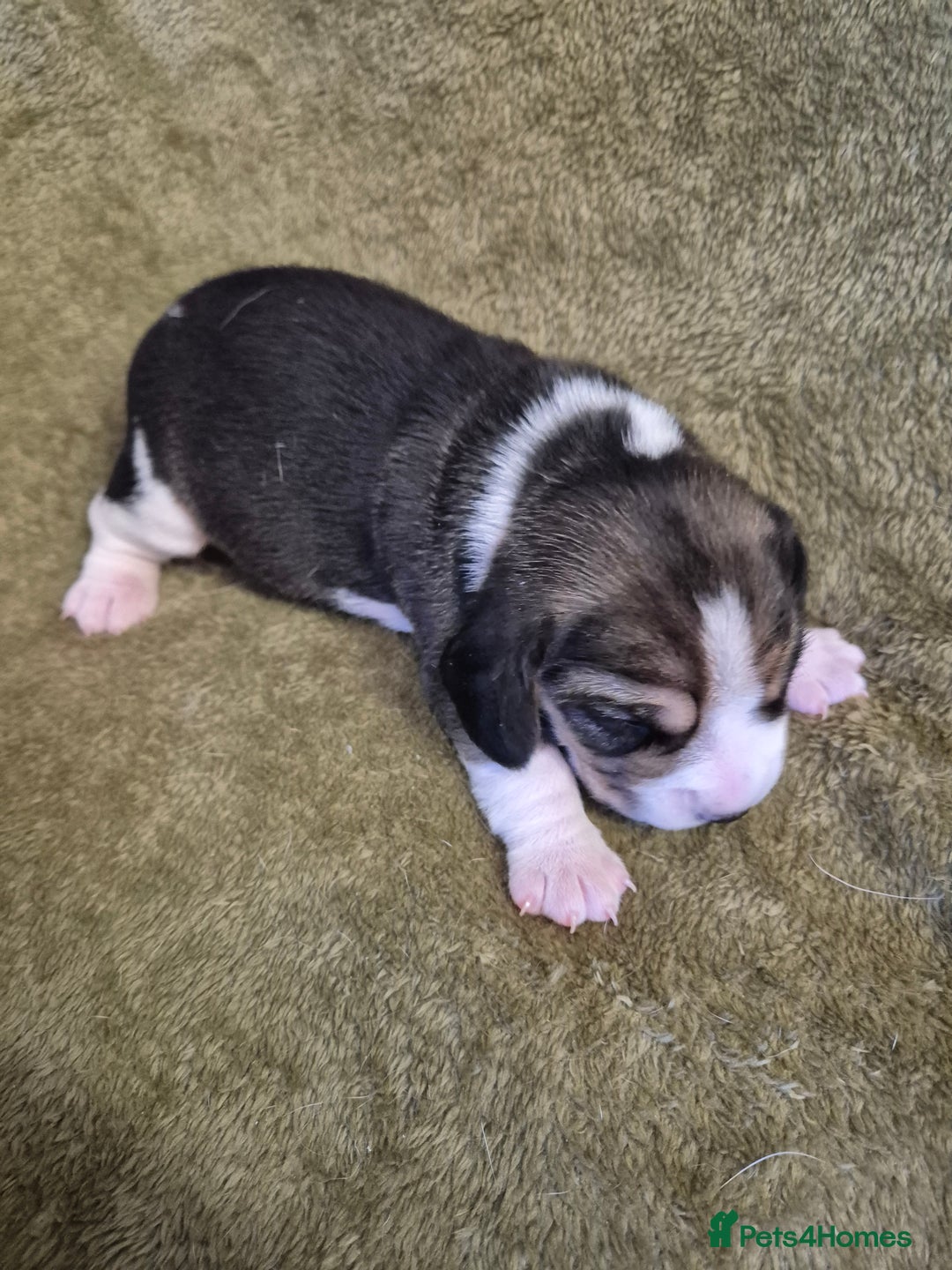 Beagle dogs for sale: 2 Beagle Girl Pups left -(KC Reg), Champ Bloodline - Image 20