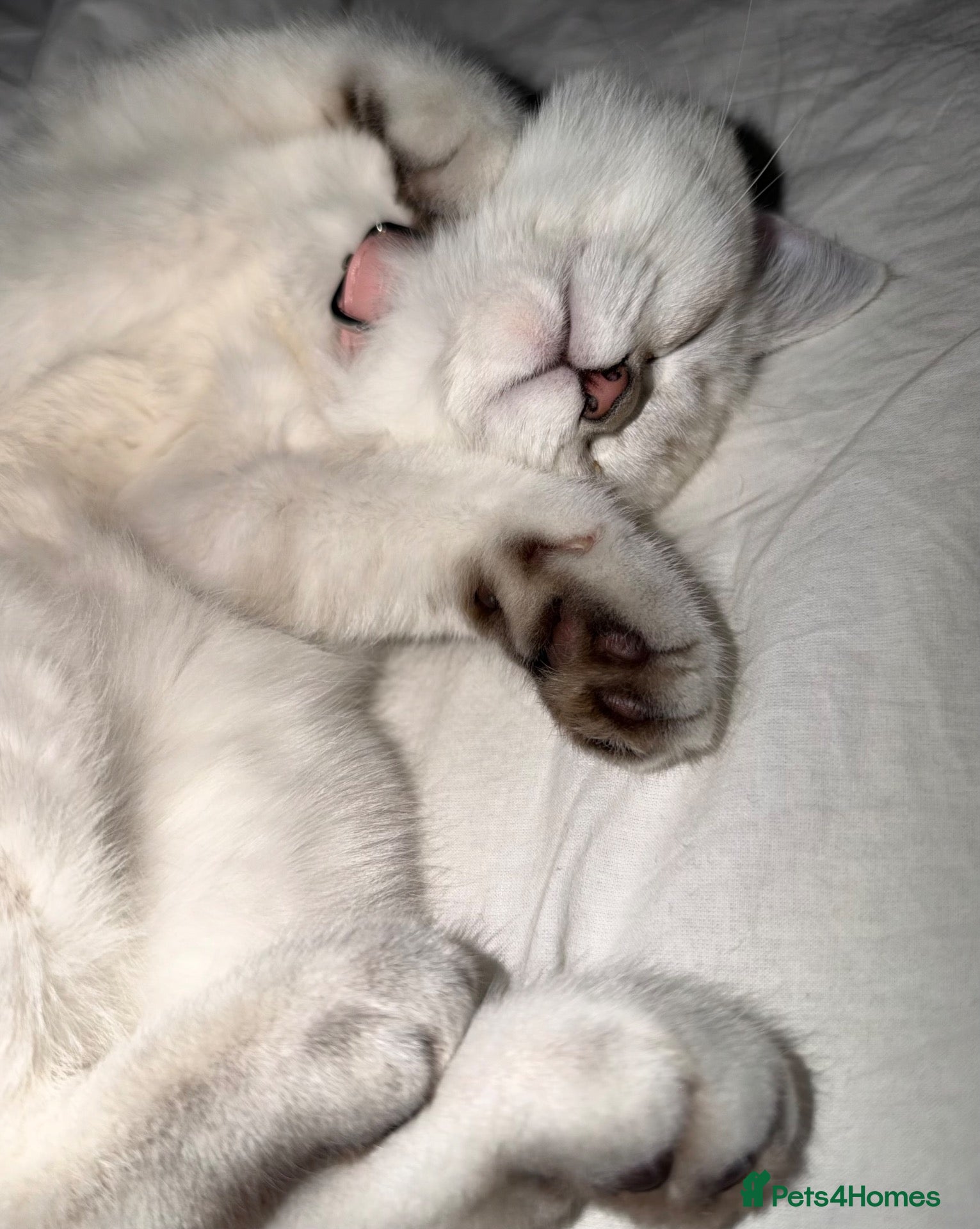 British Shorthair cats for sale: Cat for sale  - Advert 2