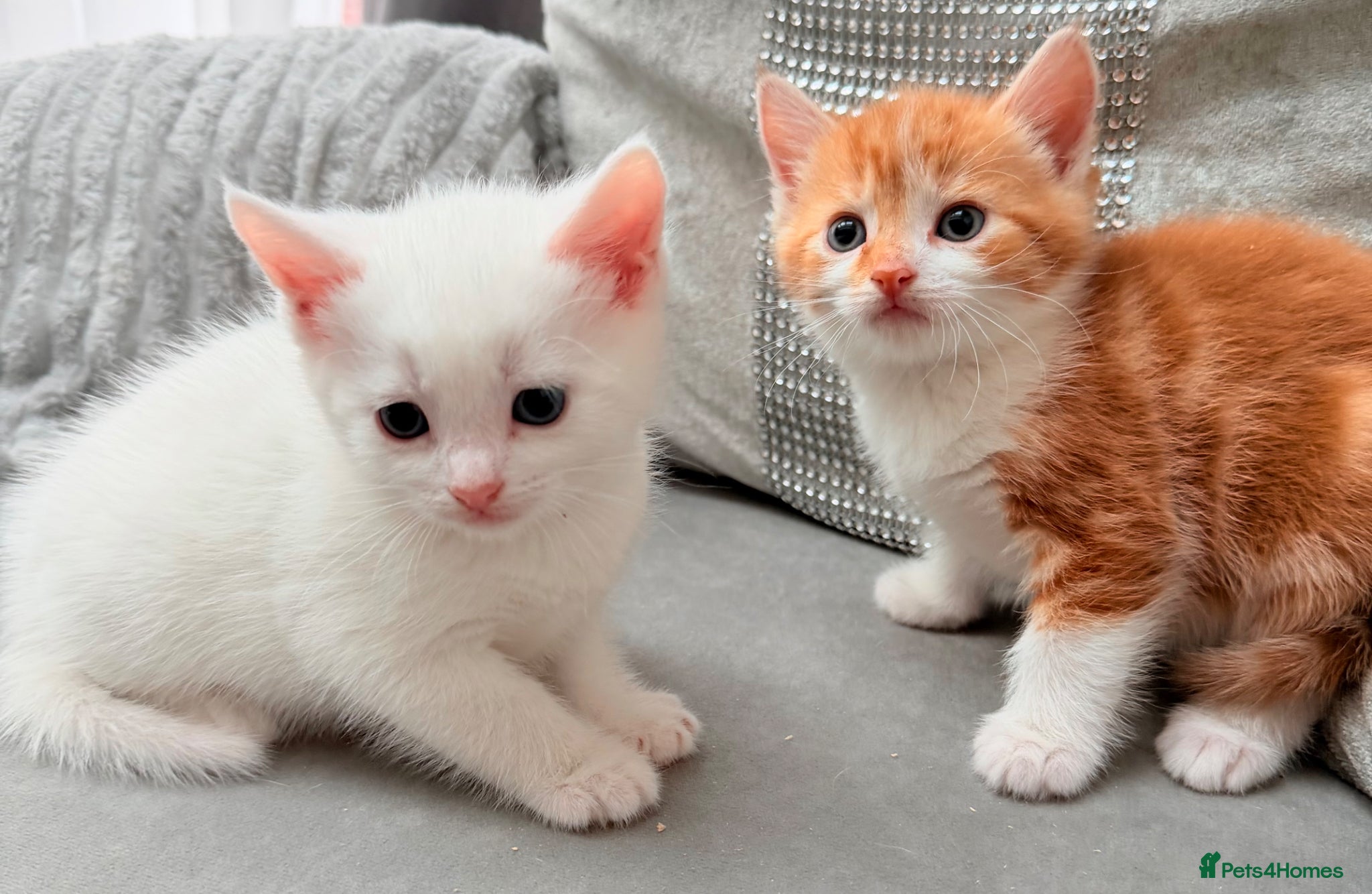 Mixed Breed cats Stunning and very playful kittens whiteand  ginger - Advert 6