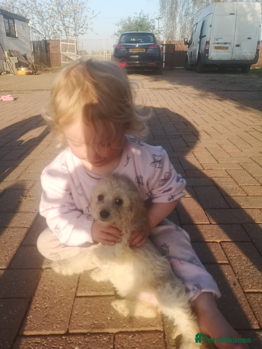 Cockapoo dogs for sale: Cockerpoo female  - Image 3