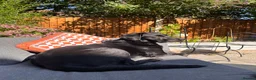 Labrador Retriever dogs for sale: 7 Labrador puppies available. 2 boys, 5 girls.  - Advert 3