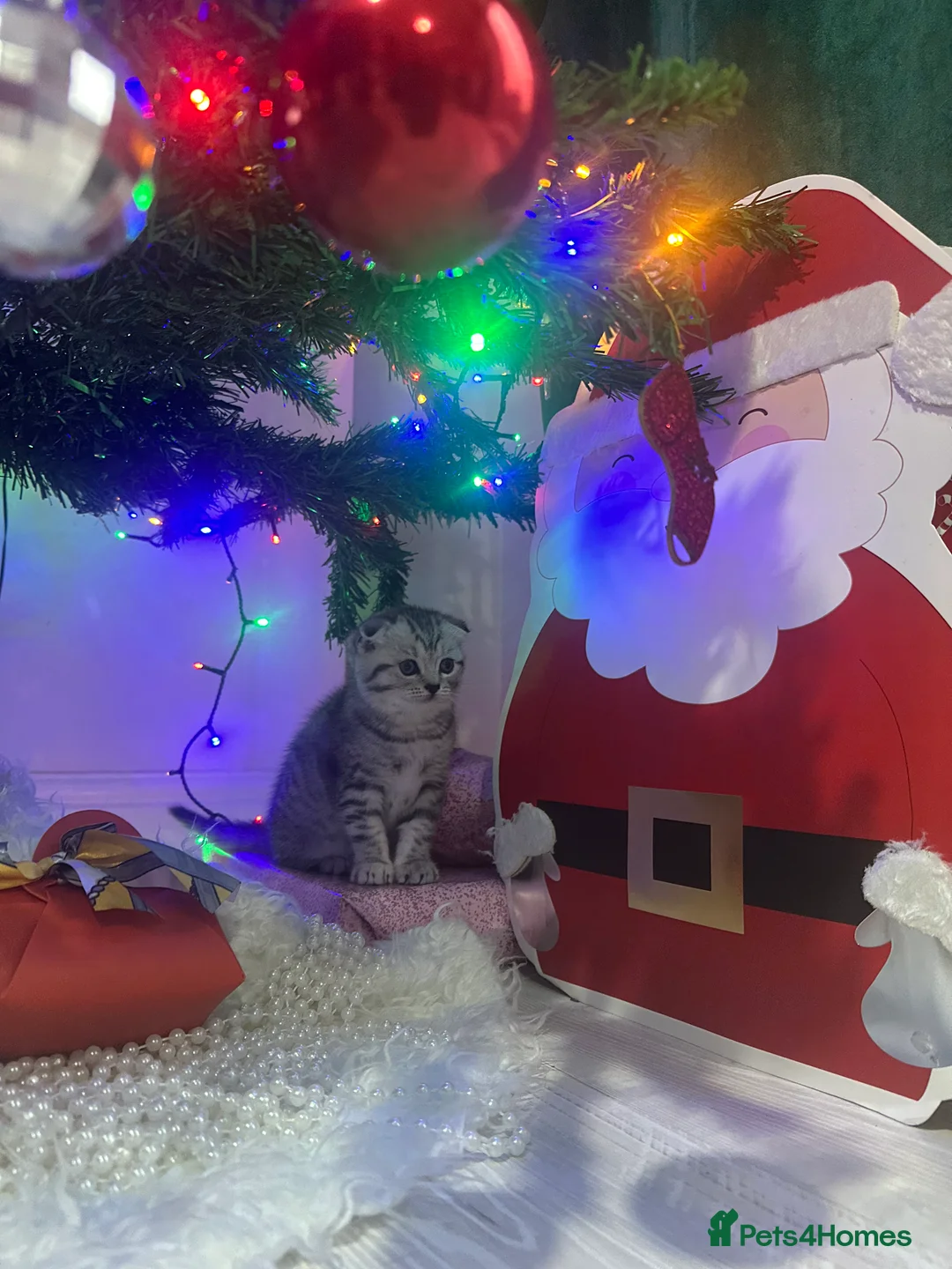 Scottish Fold cats for sale: Two adorable Scottish fold and straight kittens - Advert 2