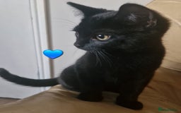 Mixed Breed cats for sale: Stunning Short-hair Kittens - Advert 17