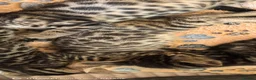 Bengal cats for sale: Little Bengal babies  - Advert 4