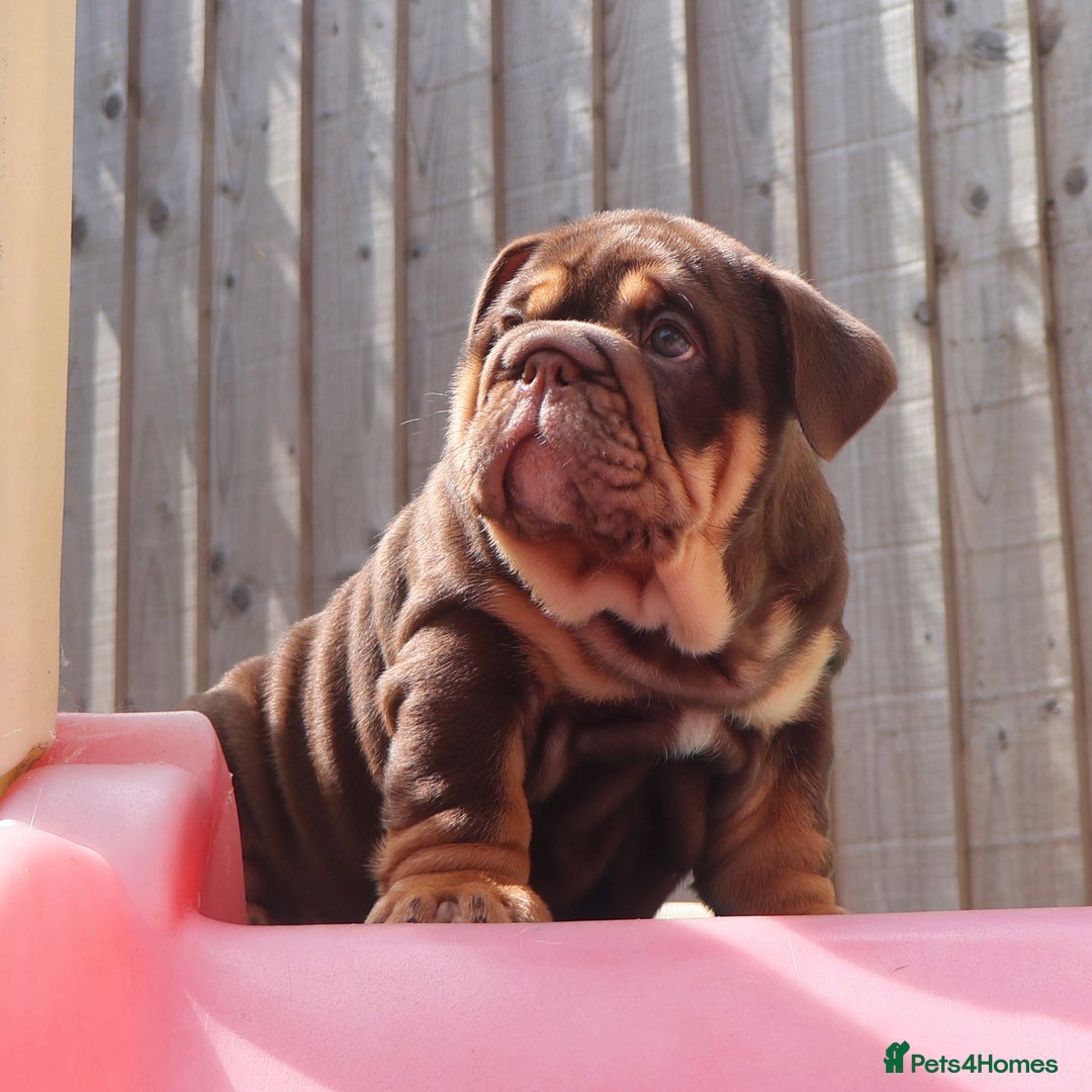 English Bulldog dogs for sale: 2 Gorgeous English Bulldog Pups 🩷 - Image 11