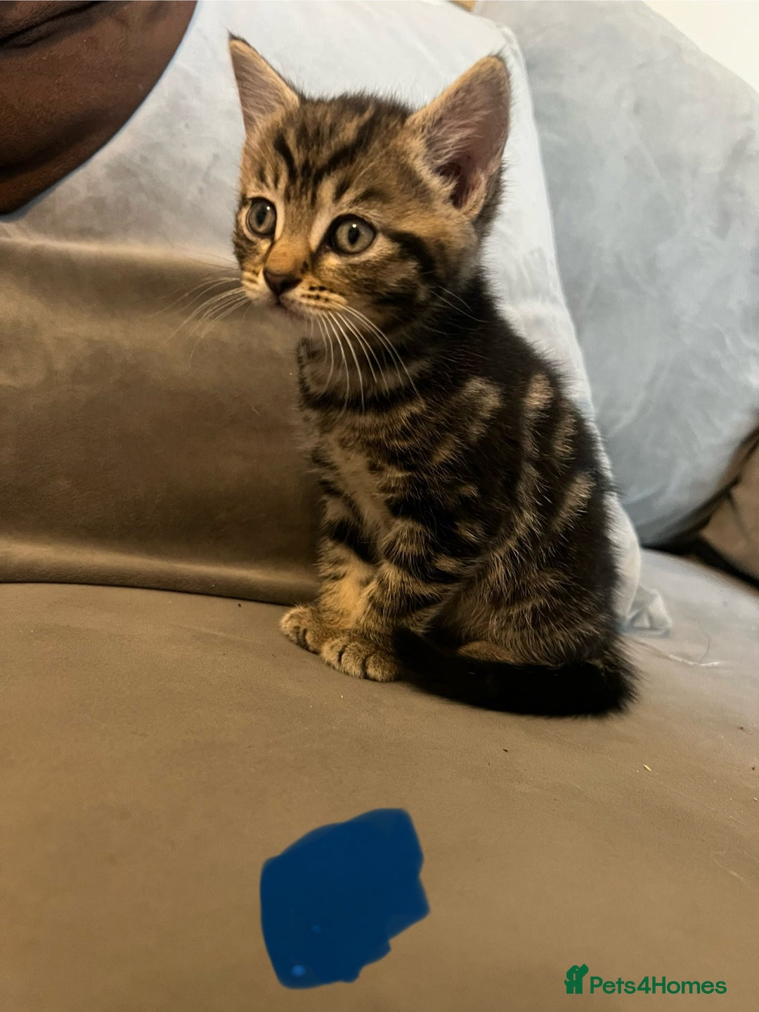 Mixed Breed cats for sale: 2 male kittens  - Image 5