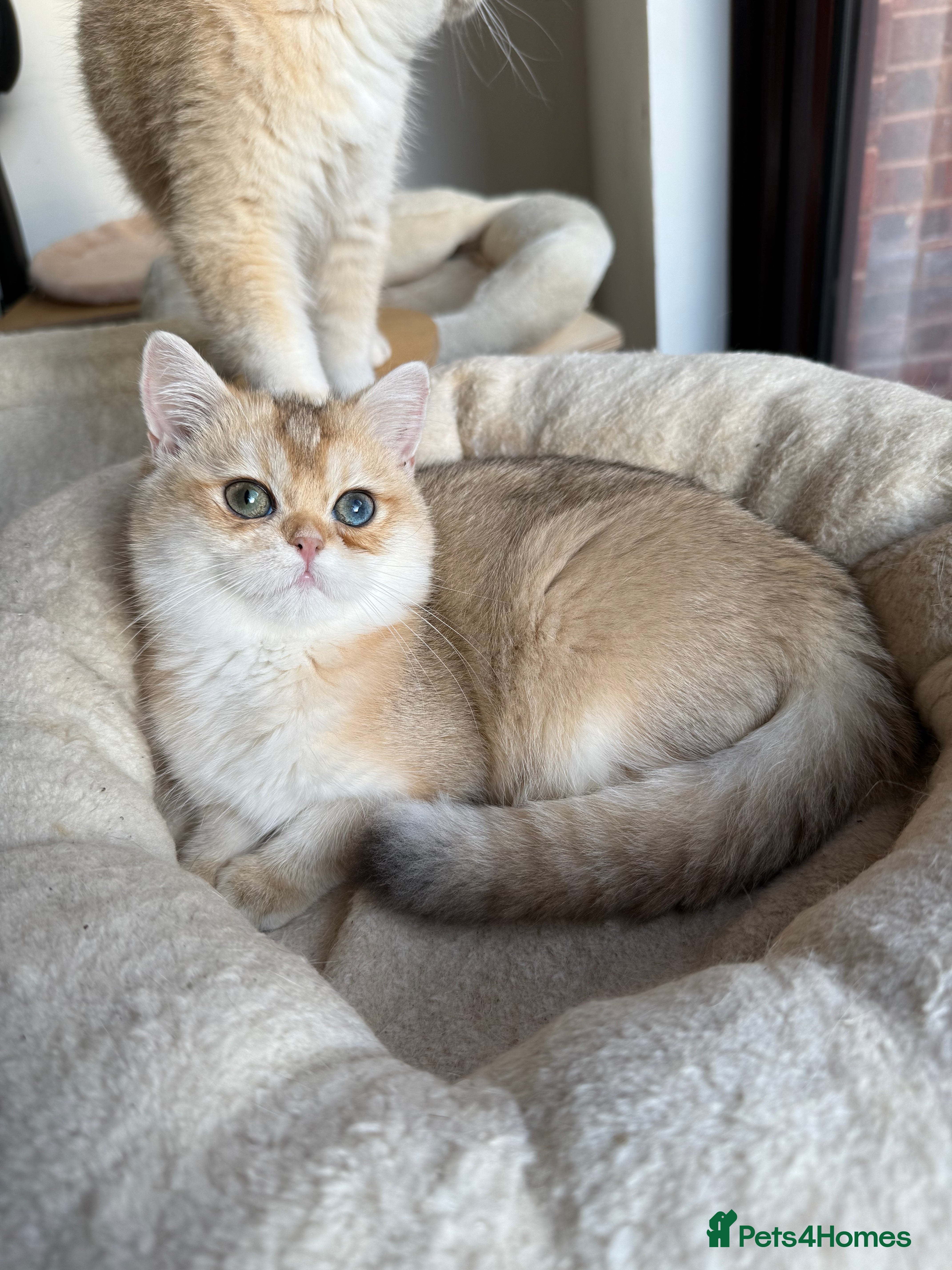 British Shorthair cats New Litter Available GCCF BSH Black Golden Kittens - Advert 9