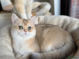 British Shorthair cats New Litter Available GCCF BSH Black Golden Kittens - Advert 11