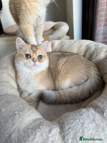 British Shorthair cats - Advert 6