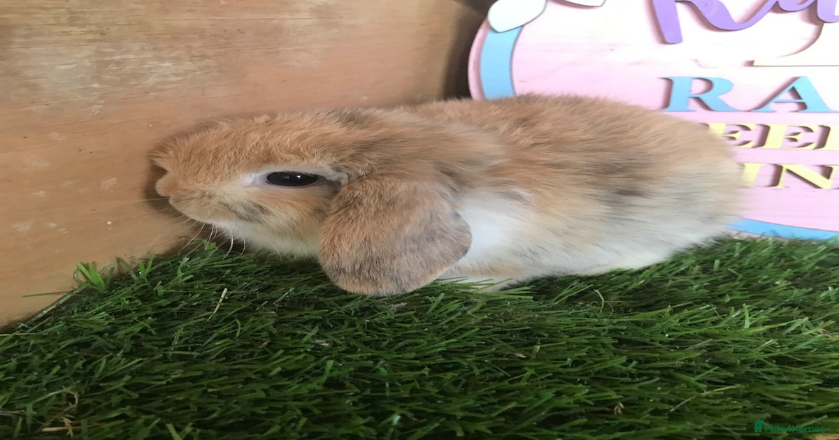 Mini lop baby rabbits for sale in Oakham | Pets4Homes