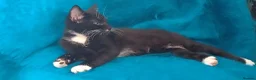 Mixed Breed cats for sale: Turkish Angora mix kittens - Advert 16