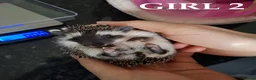 Pygmy Hedgehog rodents for sale: Pygmy hedgehogs, one boy two girls - Advert 16