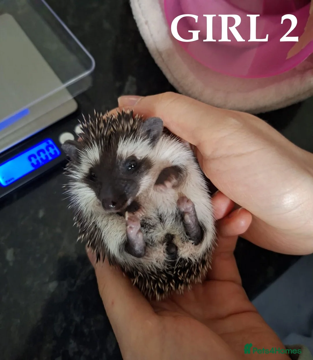 Pygmy Hedgehog rodents for sale: Pygmy hedgehogs, one boy two girls - Advert 16