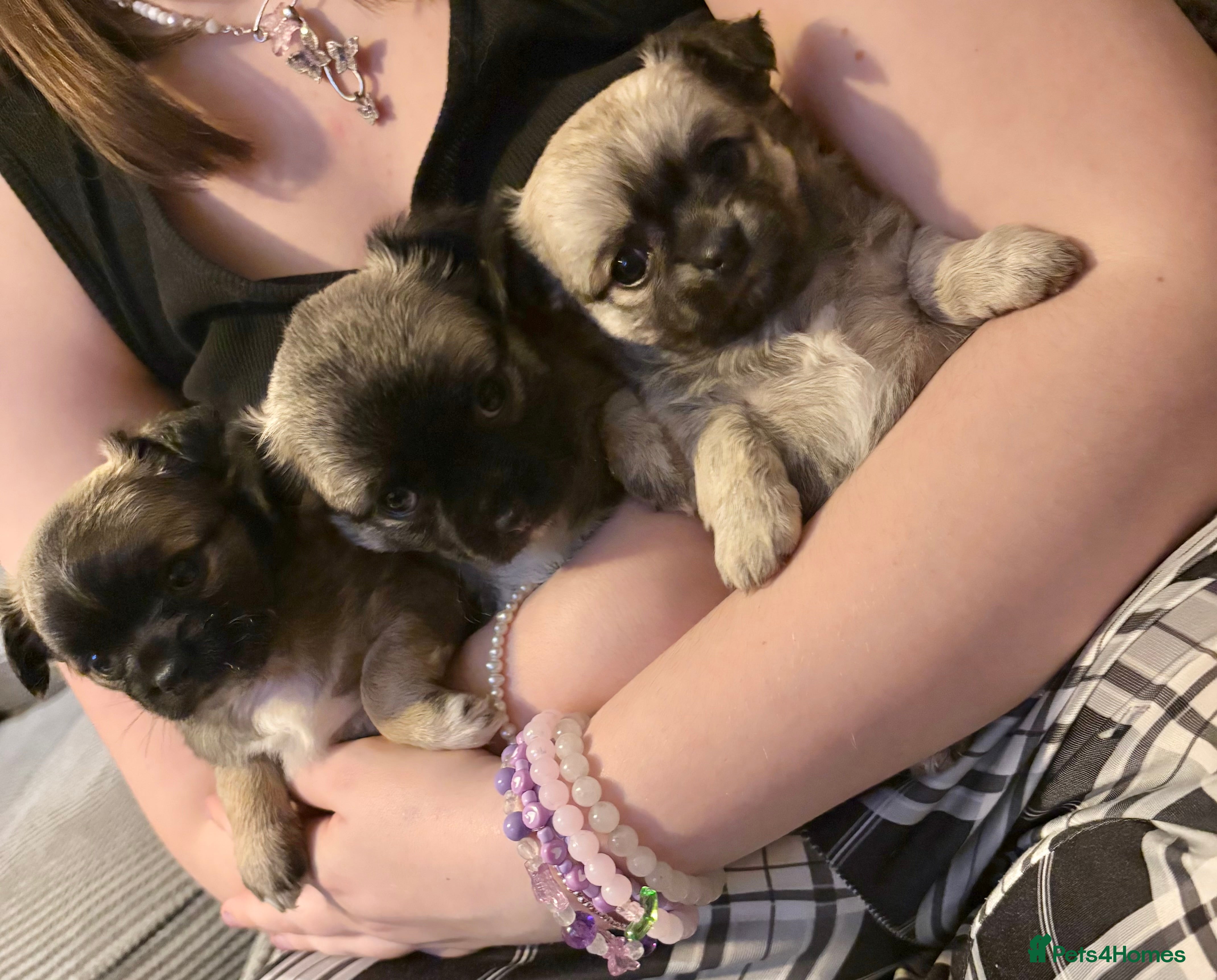 Chihuahua dogs Gorgeous Long hair chihuahua pups - Advert 3