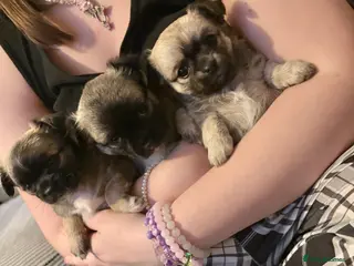 Chihuahua dogs Gorgeous Long hair chihuahua pups - Advert 3
