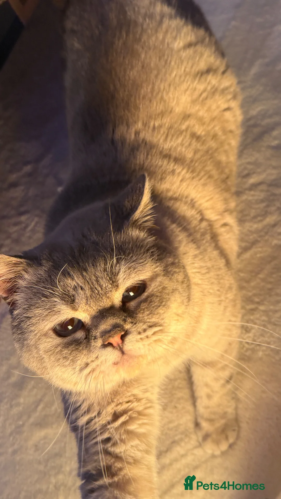 British Shorthair cats for sale: Beautiful blue-eyed  - Advert 2