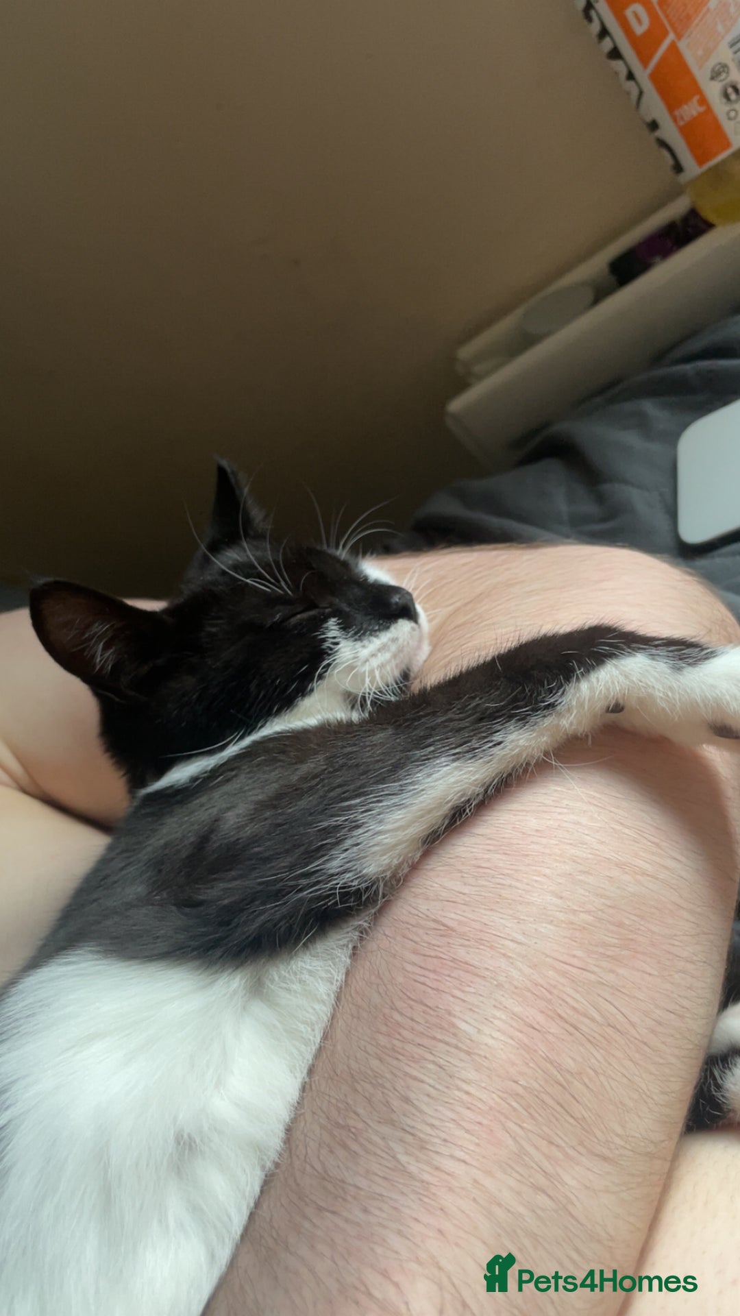 Mixed Breed cats for sale: Male kitten - Advert 3