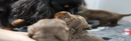 Cocker Spaniel dogs for sale: KC REGISTERED WORKING COCKER SPANIELS in Deeside - Advert 12
