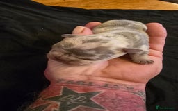 French Bulldog dogs for sale: FRENCH BULLDOG ** - Image 17