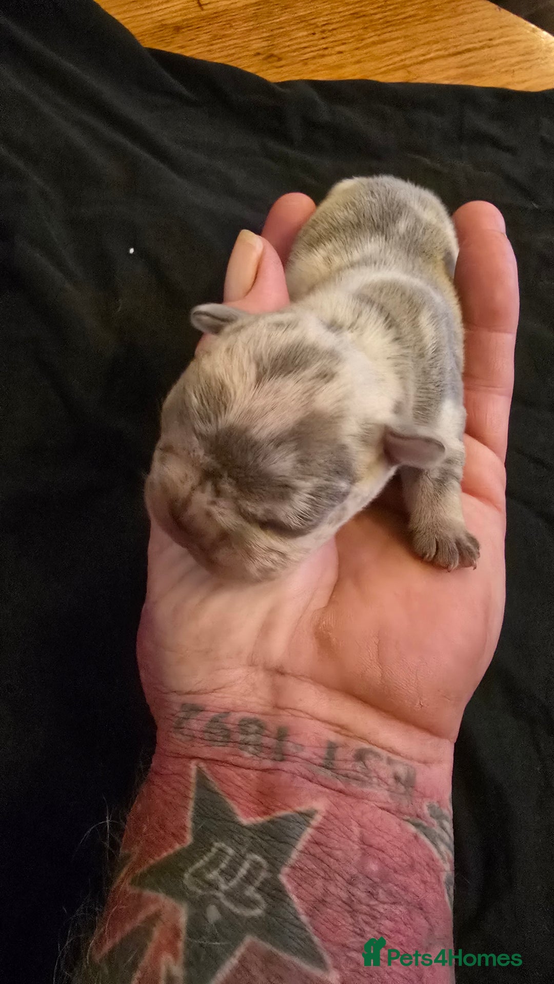 French Bulldog dogs for sale: FRENCH BULLDOG ** - Image 17