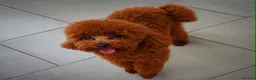 Cavapoo dogs for sale: TOY Cavapoo boys  - Advert 4