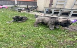 Caucasian Shepherd Dog dogs for sale: Best gaurd dogs - Image 3
