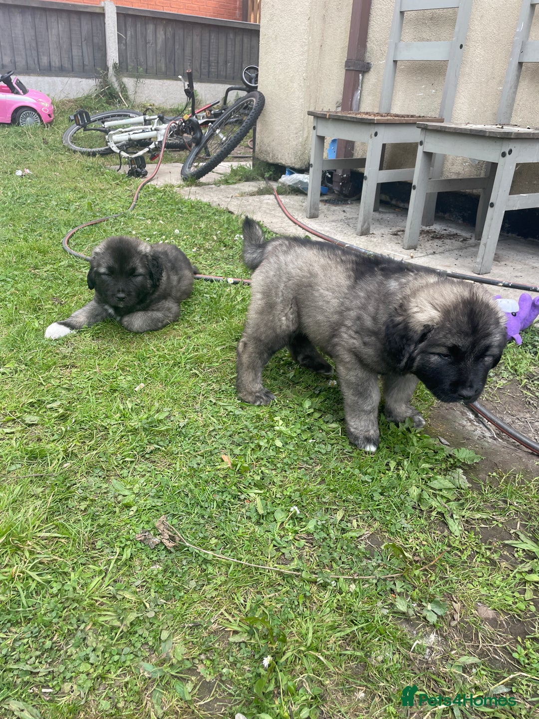 Caucasian Shepherd Dog dogs for sale: Best gaurd dogs - Image 3