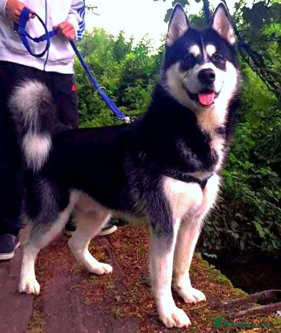 Siberian Husky dogs Siberian husky for stud - Advert 1