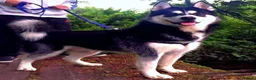 Siberian Husky dogs for stud: Siberian husky for stud in Kinross - Advert 1