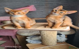 Abyssinian cats for sale: Abisinian kittens  - Image 21