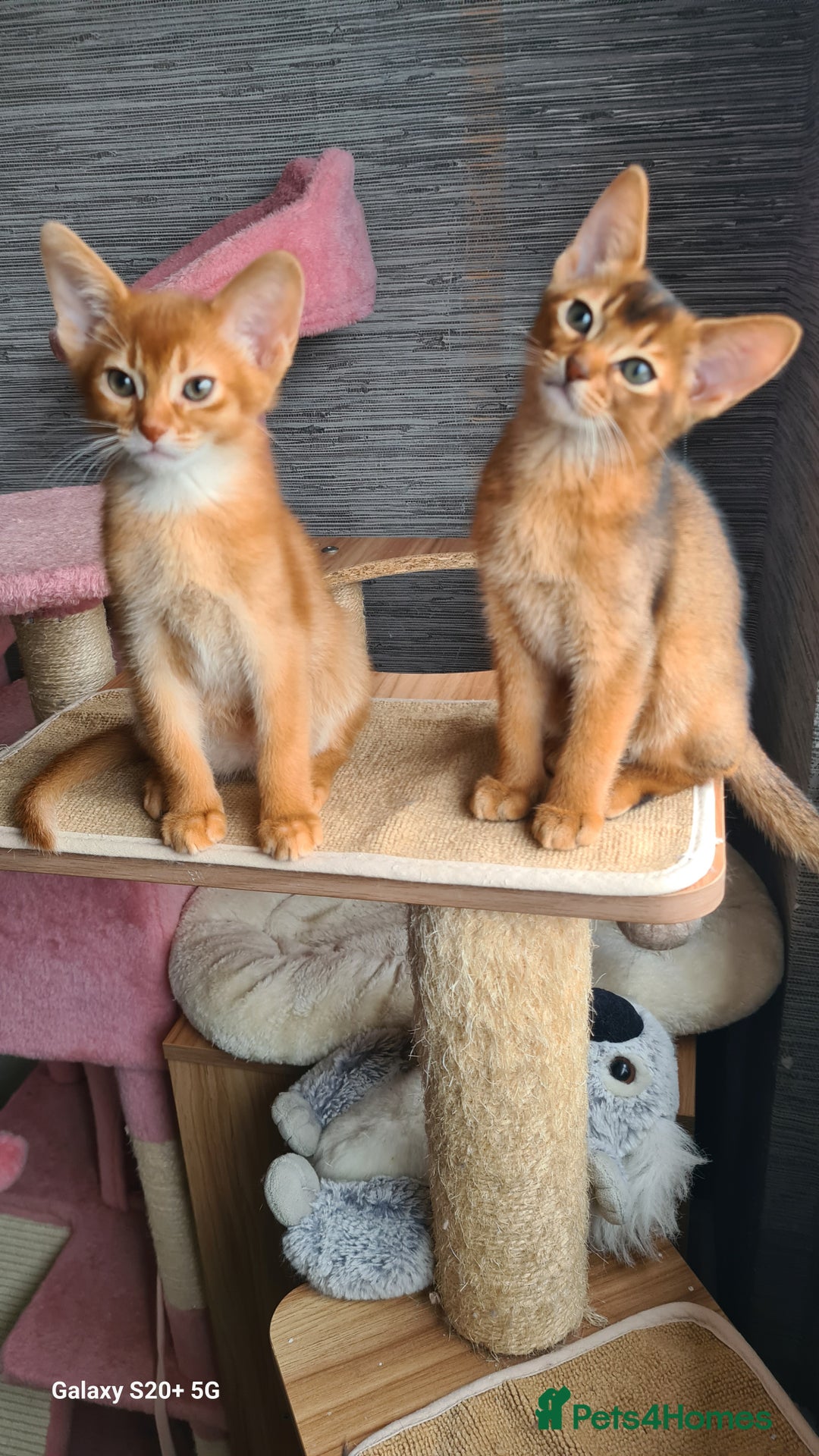 Abyssinian cats for sale: Abisinian kittens  - Image 21