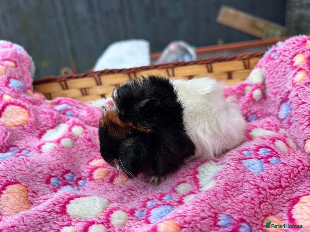 Guinea Pig rodents for sale: Guinea pigs for reservation  - Advert 8
