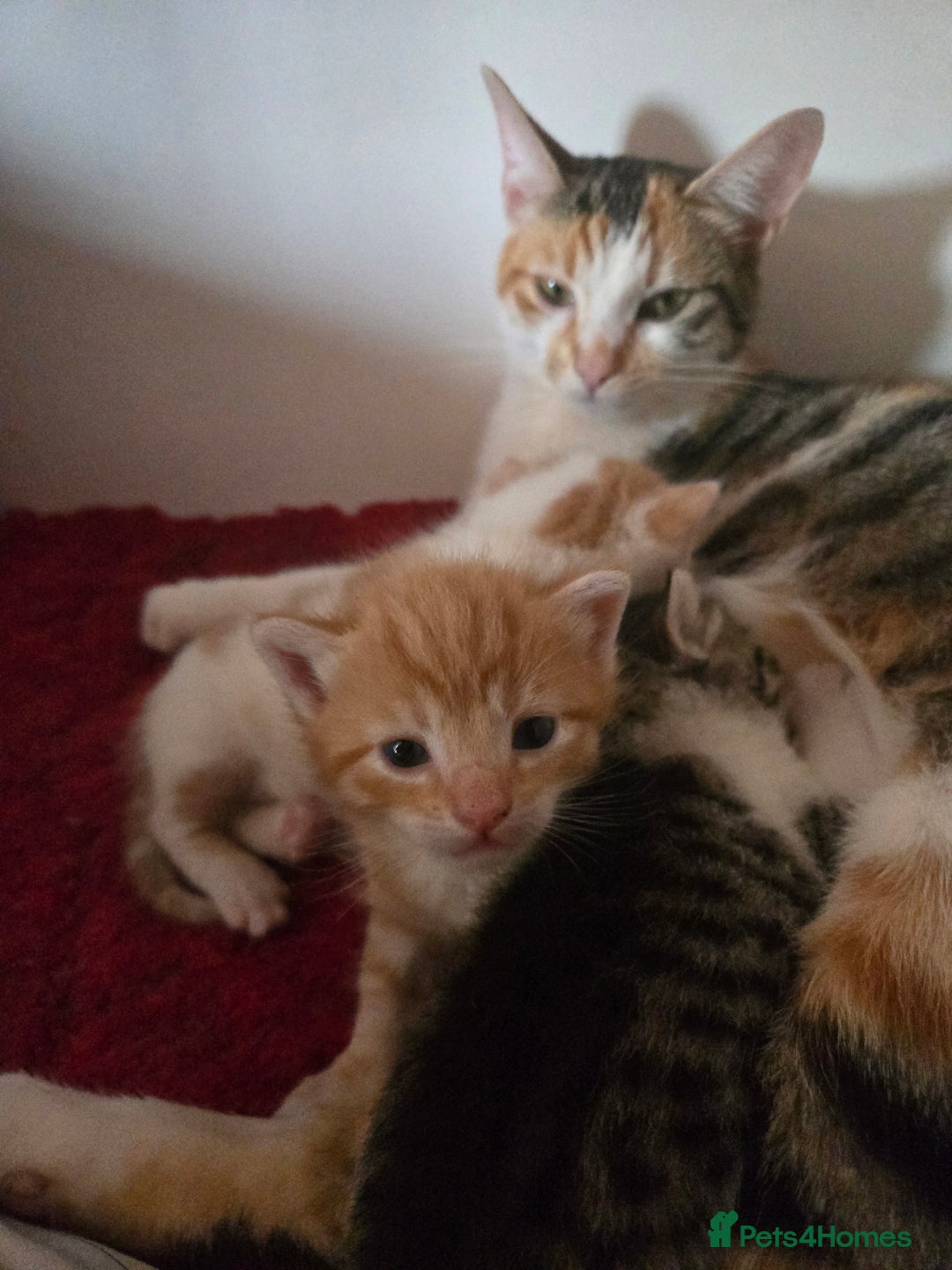 Mixed Breed cats for sale: Beautiful fluffy ginger kittens - Image 23