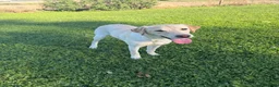 Labrador Retriever dogs for sale: Exceptional Yellow Labrador  - Advert 2