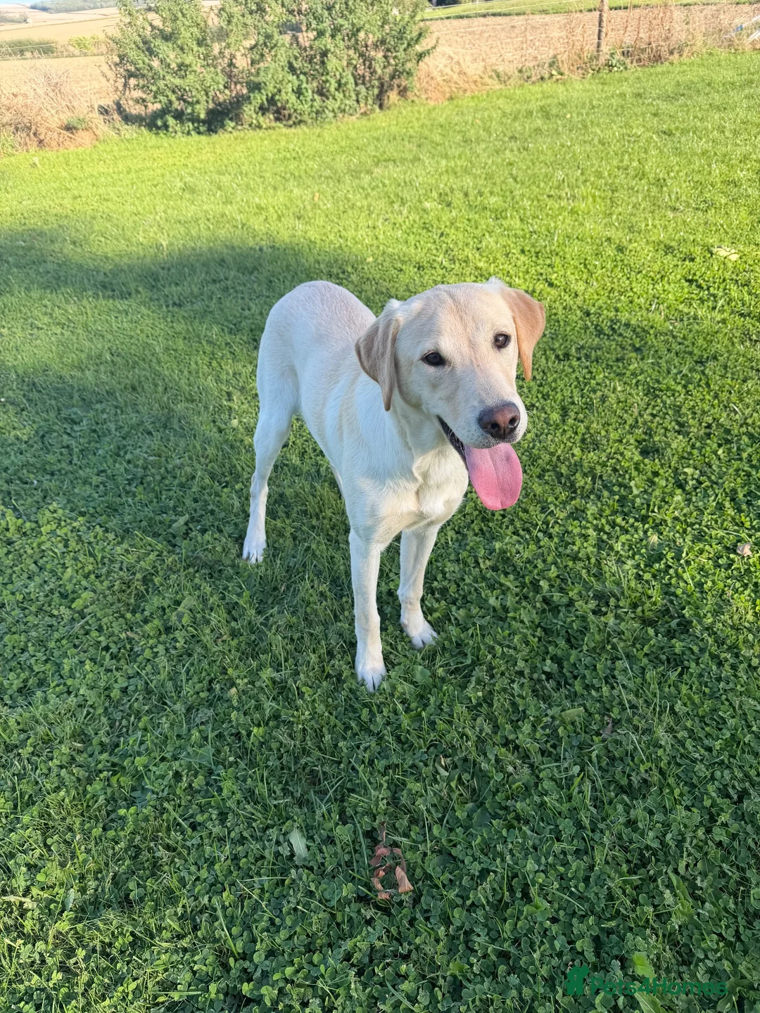Labrador Retriever dogs for sale: Exceptional Yellow Labrador  - Advert 2