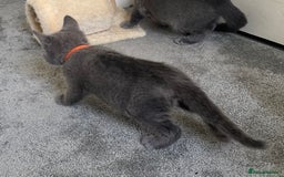 Russian Blue cats for sale: Russian Blue Kittens  in Lanark - Image 17