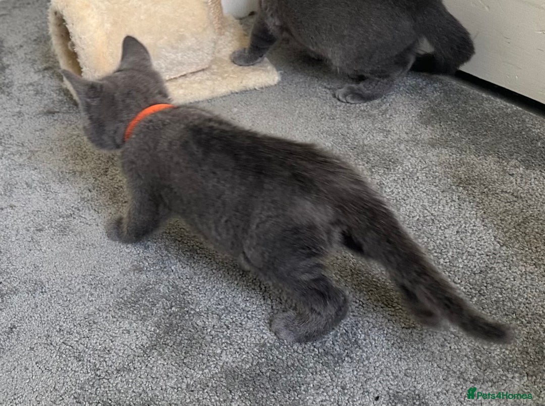 Russian Blue cats for sale: Russian Blue Kittens  in Lanark - Image 17