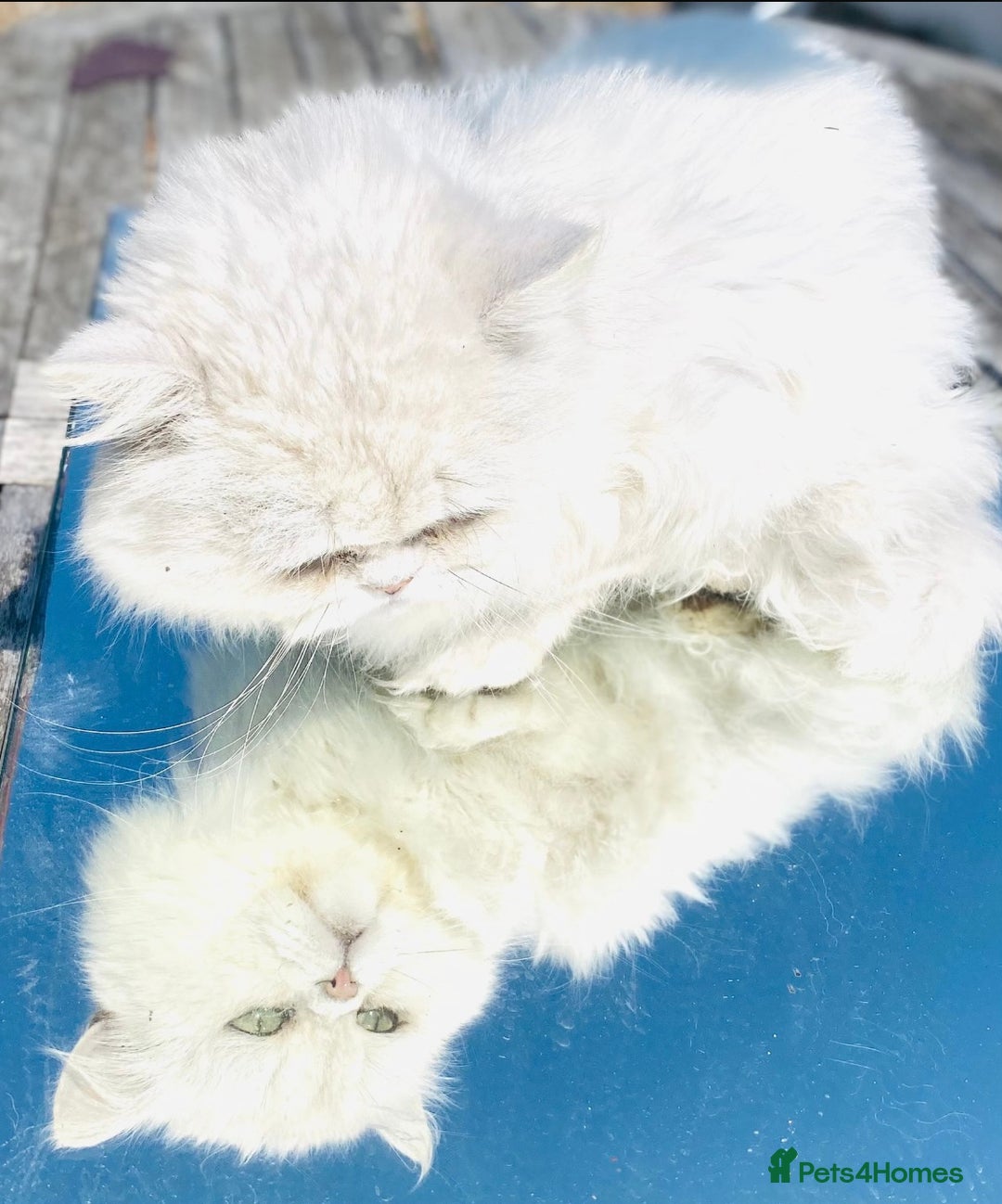 Persian cats for stud: ⭐️PERSIAN CHINCHILLA  PEDIGREE  STUD⭐️ in Gerrards Cross - Image 6