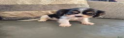 Cavalier King Charles Spaniel dogs for sale: KC Health Clear Cavalier King Charles Boys - Advert 27