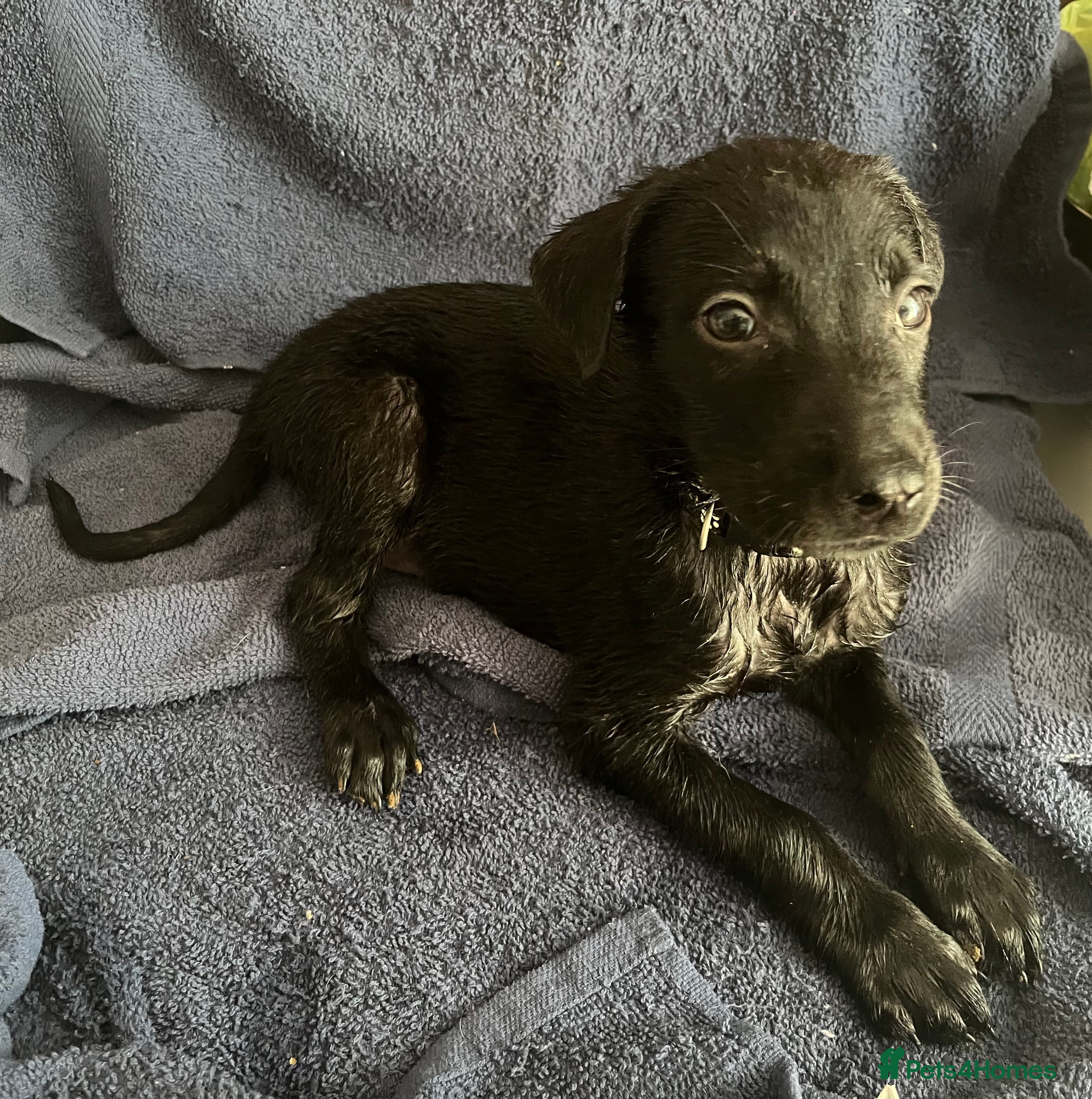 Mixed Breed dogs  Belgian Malinois x Dobermann pups - Advert 2