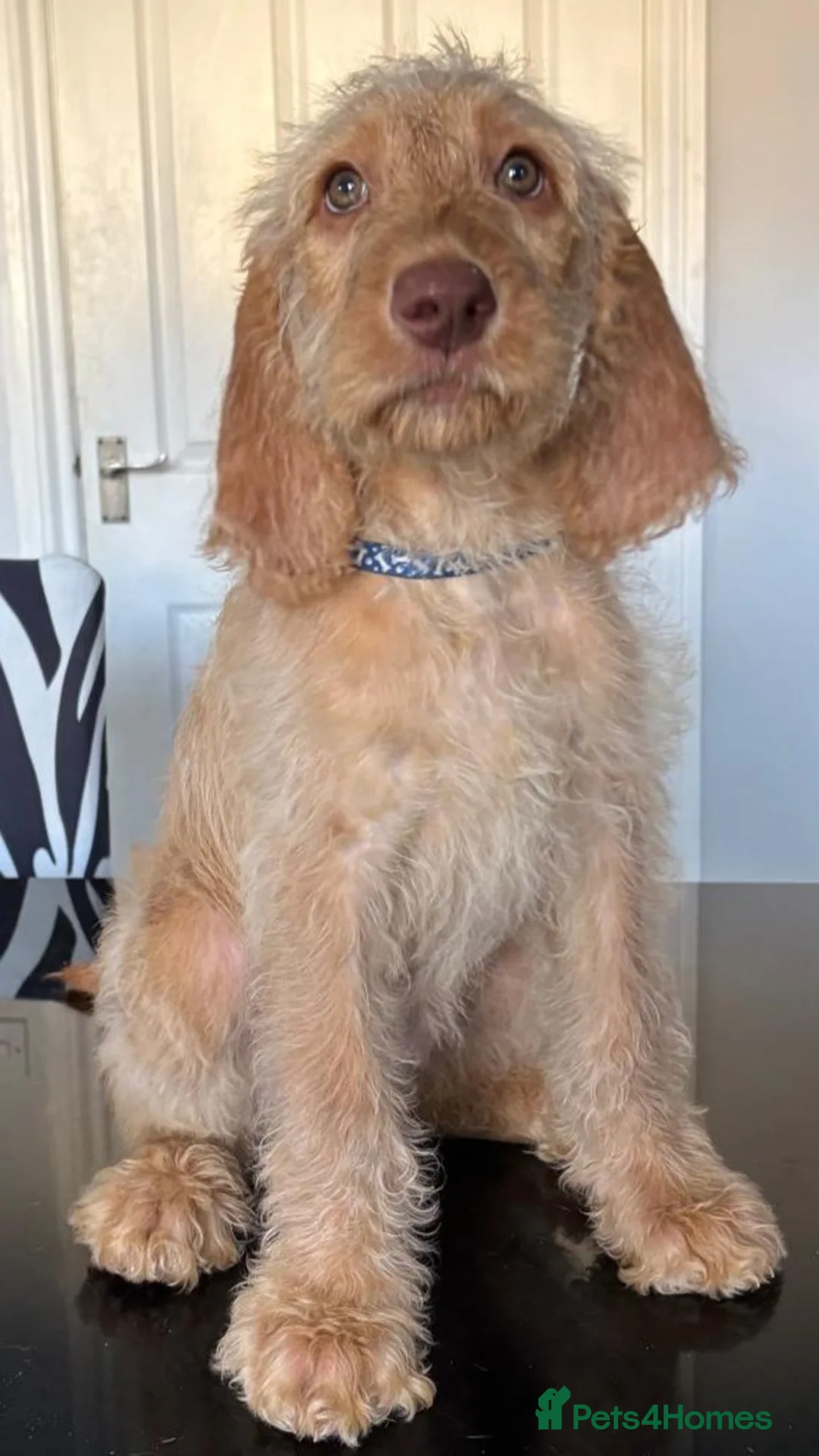 Mixed Breed dogs for sale: Vizsladoodle Puppies for sale in Newton Abbot - Advert 2