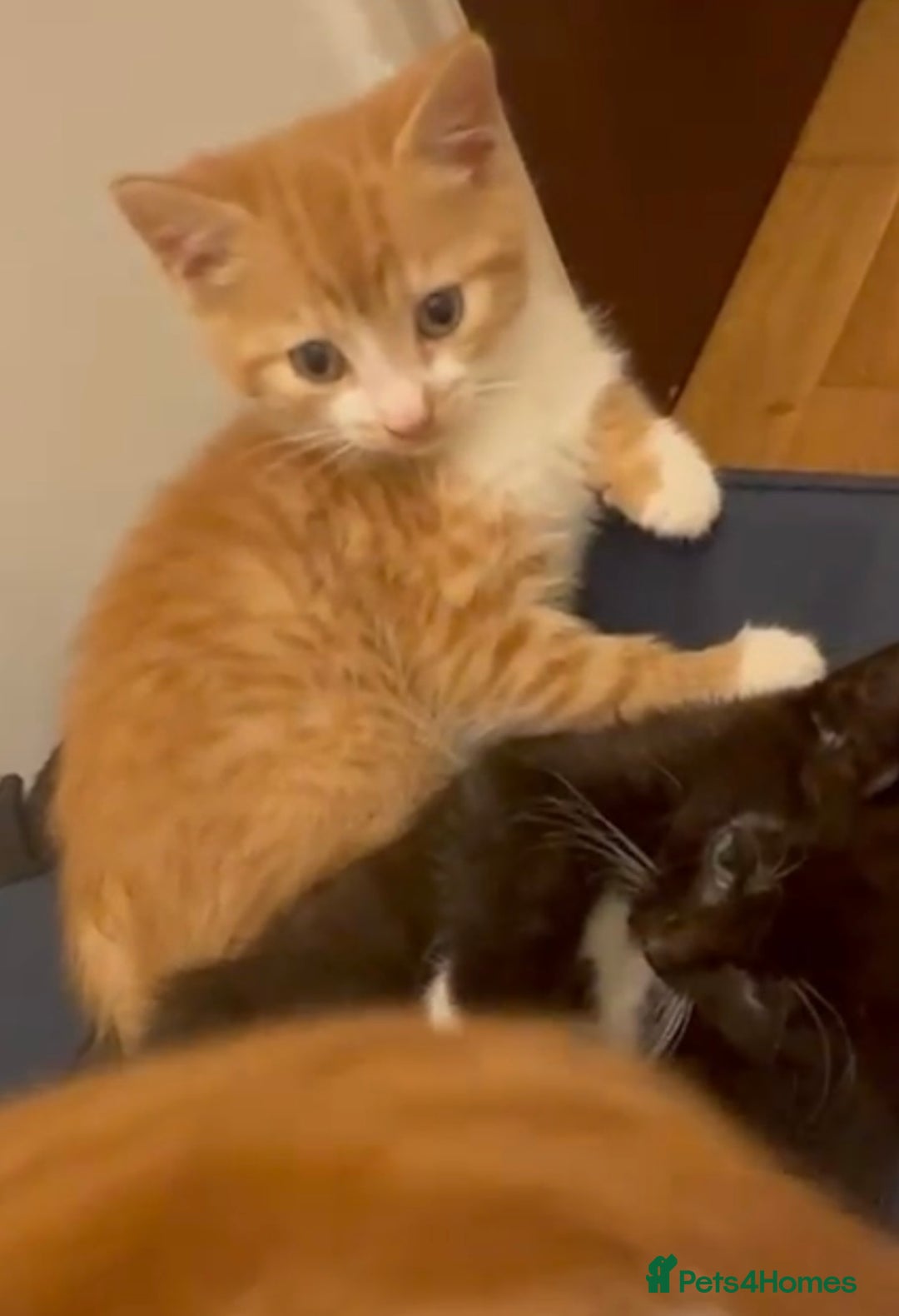 Mixed Breed cats for adoption: 2 gorgeous kittens looking for a forever home - Advert 5